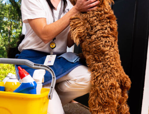 How DeLand Families Keep Their Homes Clean With Pets Around