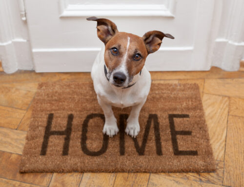 Navigating Pet-Friendly Cleaning: Tips for Clean Homes and Happy Pets in DeLand
